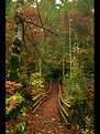 Picture Title - autum in blausee