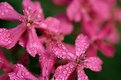 Picture Title - Pinks and Dew