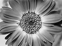 Picture Title - Flower in Monochrome