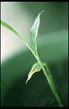 Picture Title - Ginger Root Shoot