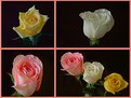 Picture Title - Roses, Roses, Roses