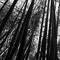 Picture Title - Bamboo Who