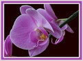 Picture Title - Orchid no. 11