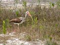 Picture Title - Ibis