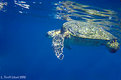 Picture Title - Sea Turtle of Maui