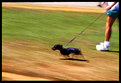 Picture Title - ...Run dog Run...