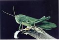 Picture Title - grasshoper
