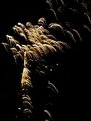 Picture Title - firework palm tree