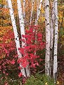 Picture Title - Birches and Arrowwoods