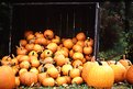 Picture Title - Bunch o Pumpkins