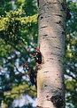 Picture Title - Pileated Family
