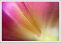 Picture Title - Tulip Abstract I