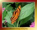 Picture Title - Banded Orange Longwing