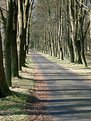 Picture Title - Tree Line