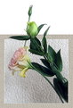 Picture Title - ---lisianthus---