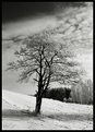 Picture Title - Winter  impressions