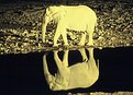 Picture Title - Elephant in Darkness