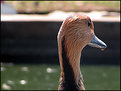 Picture Title - paperoga