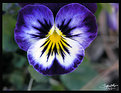 Picture Title - pansy