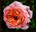 Picture Title - March Rose
