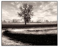 Picture Title - Just the same, lonely tree...