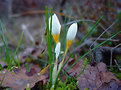 Picture Title - crocus/cigdem