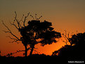 Picture Title - Pantanal Matogrossense #2