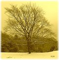 Picture Title - A winters scene