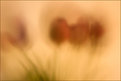 Picture Title - Tulips (Mason Jar)