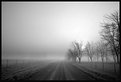 Picture Title - Canine Country Road