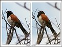 Picture Title - Spotted Towhee - Diptic