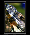 Picture Title - Goanna