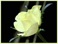 Picture Title - Rose