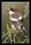 Woodchat Shrike - Lanius senator 