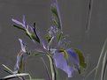 Picture Title - Double iris