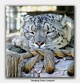 Picture Title - Sleeping Snow Leopard