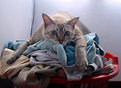 Picture Title - Mmm...i love the smell of clean laundry...