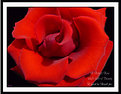 Picture Title - A Perfect Rose