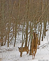 Picture Title - Waltzing Deer