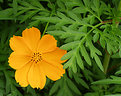 Picture Title - Orange flower