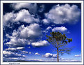 Picture Title - Even the trees want the sky