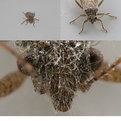 Picture Title - Super Macro Bug