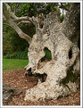 Picture Title - Bark Tree