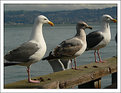 Picture Title - Seagulls at Pier 39