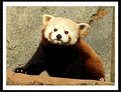 Picture Title - red panda