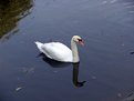 Picture Title - Swan