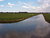 Zwanen in de Polder