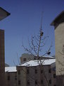 Picture Title - sunbathing sparrows