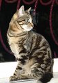 Picture Title - EGYPTIAN CAT