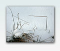 Picture Title - angular grass
